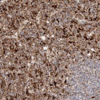 Anti-GRN Antibody