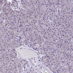 Immunohistochemical staining of human pancreas shows no positivity in exocrine glandular cells as expected.