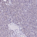 Immunohistochemical staining of human pancreas shows no positivity in exocrine glandular cells as expected.