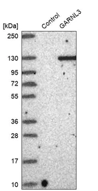 Western blot analysis in control (vector only transfected HEK293T lysate) and GARNL3 over-expression lysate (Co-expressed with a C-terminal myc-DDK tag (~3.1 kDa) in mammalian HEK293T cells, LY410236).