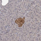 Immunohistochemical staining of human pancreas shows moderate cytoplasmic positivity in islets of Langerhans.