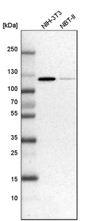 Western blot analysis in mouse cell line NIH-3T3 and rat cell line NBT-II.