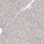 Immunohistochemical staining of human pancreas shows very weak cytoplasmic positivity in exocrine glandular cells.