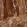 Anti-FLCN Antibody