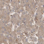 Immunohistochemical staining of human liver using Anti-MRPL18 antibody HPA028774.