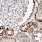 Immunohistochemical staining of human kidney using Anti-MRPL18 antibody HPA028775.