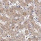 Immunohistochemical staining of human liver using Anti-MRPL18 antibody HPA028775.