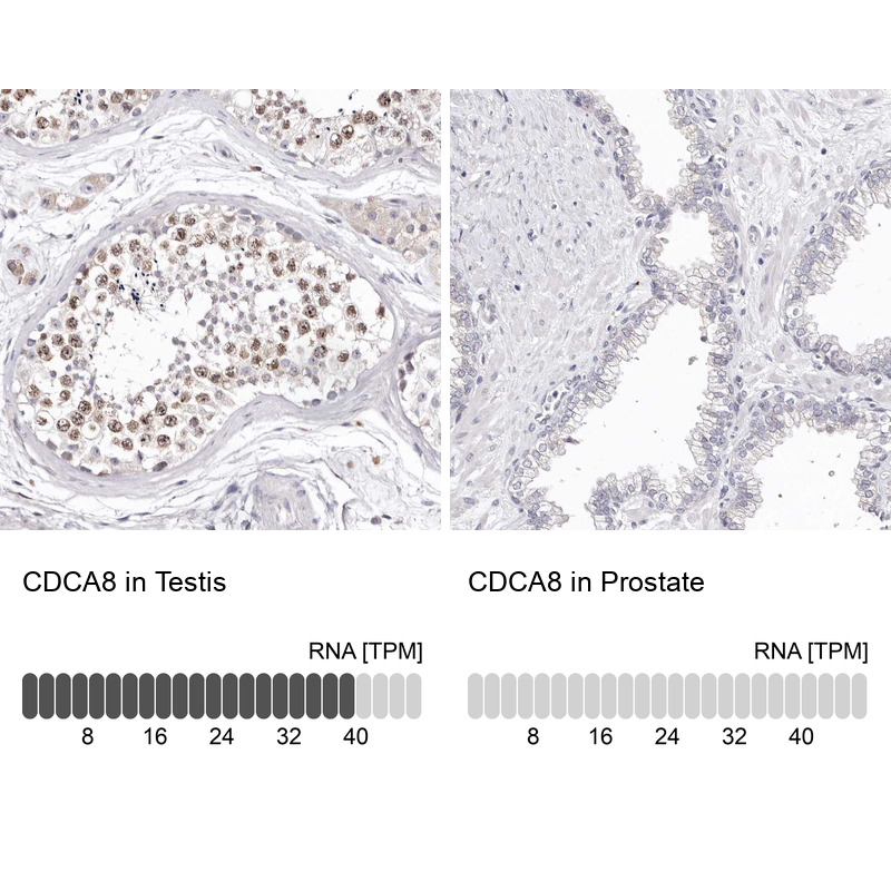 Anti-CDCA8 Antibody