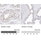 Anti-CDCA8 Antibody