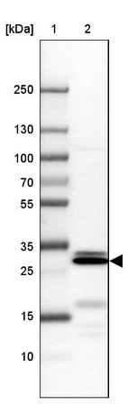 Lane 1: Marker [kDa] 250, 130, 100, 70, 55, 35, 25, 15, 10_br/_Lane 2: Human cell line U-251 MG
