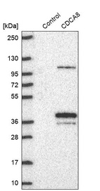 Western blot analysis in control (vector only transfected HEK293T lysate) and CDCA8 over-expression lysate (Co-expressed with a C-terminal myc-DDK tag (~3.1 kDa) in mammalian HEK293T cells, LY402655).