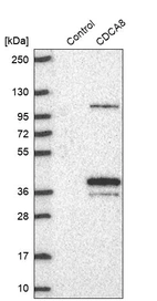 Western blot analysis in control (vector only transfected HEK293T lysate) and CDCA8 over-expression lysate (Co-expressed with a C-terminal myc-DDK tag (~3.1 kDa) in mammalian HEK293T cells, LY402655).
