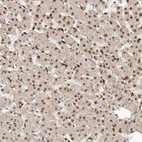 Immunohistochemical staining of human Liver shows strong nuclear positivity in hepatocytes.