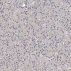 Immunohistochemical staining of human Pancreas shows no positivity in exocrine glandular cells as expected.