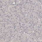 Immunohistochemical staining of human Pancreas shows no positivity in exocrine glandular cells as expected.