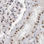 Immunohistochemical staining of human kidney using Anti-SCAF4 antibody HPA028807.