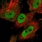 Immunofluorescent staining of human cell line U-251 MG shows localization to nucleoplasm.