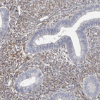 Immunohistochemical staining of human endometrium shows weak to moderate membranous positivity in stromal cells.