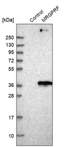 Western blot analysis in control (vector only transfected HEK293T lysate) and MRGPRF over-expression lysate (Co-expressed with a C-terminal myc-DDK tag (~3.1 kDa) in mammalian HEK293T cells, LY403413).