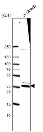 Western blot analysis in human cell line U-138MG.