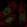 Anti-BAP1 Antibody