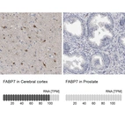 Anti-FABP7 Antibody