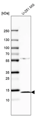 Western blot analysis in human cell line U-251 MG.