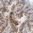Immunohistochemical staining of human small intestine shows strong cytoplasmic positivity in glandular cells.