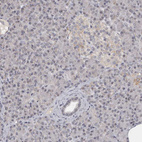 Immunohistochemical staining of human pancreas shows no positivity in exocrine glandular cells as expected.