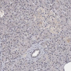 Immunohistochemical staining of human pancreas shows no positivity in exocrine glandular cells as expected.