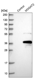 Western blot analysis in control (vector only transfected HEK293T lysate) and MOGAT2 over-expression lysate (Co-expressed with a C-terminal myc-DDK tag (~3.1 kDa) in mammalian HEK293T cells, LY403049).