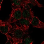 Immunofluorescent staining of human cell line HAP1 shows localization to nucleoplasm.