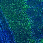 Immunofluorescence staining of mouse olfactory bulb shows labeling of dendrites and cell bodies in the external plexiform layer.