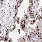 Immunohistochemical staining of human placenta shows high expression.