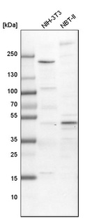 Western blot analysis in mouse cell line NIH-3T3 and rat cell line NBT-II.