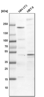Western blot analysis in mouse cell line NIH-3T3 and rat cell line NBT-II.