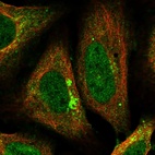 Immunofluorescent staining of human cell line U-2 OS shows localization to nucleoplasm, cytosol, the Golgi apparatus & vesicles.