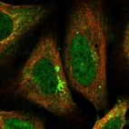 Immunofluorescent staining of human cell line U-2 OS shows localization to nucleoplasm, cytosol, the Golgi apparatus & vesicles.