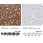 Anti-PACSIN1 Antibody