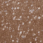 Immunohistochemical staining of human cerebral cortex shows high expression.