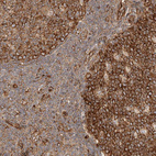 Anti-NAP1L1 Antibody