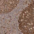 Anti-NAP1L1 Antibody
