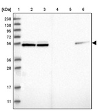 Anti-NAP1L1 Antibody