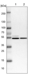 Lane 1: NIH-3T3 cell lysate (Mouse embryonic fibroblast cells)_br/_Lane 2: NBT-II cell lysate (Rat Wistar bladder tumour cells)