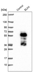 Western blot analysis in control (vector only transfected HEK293T lysate) and ELK4 over-expression lysate (Co-expressed with a C-terminal myc-DDK tag (~3.1 kDa) in mammalian HEK293T cells, LY411912).