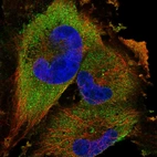 Immunofluorescent staining of human cell line U-251 MG shows localization to cytosol.