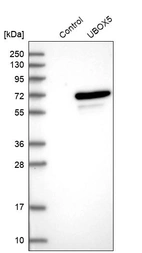 Western blot analysis in control (vector only transfected HEK293T lysate) and LY404550 over-expression lysate (Co-expressed with a C-terminal myc-DDK tag (~3.1 kDa) in mammalian HEK293T cells, LY404550).