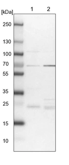 Lane 1: NIH-3T3 cell lysate (Mouse embryonic fibroblast cells)_br/_Lane 2: NBT-II cell lysate (Rat Wistar bladder tumour cells)