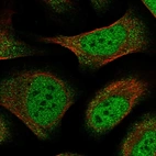 Immunofluorescent staining of human cell line U-2 OS shows localization to nucleoplasm & cytosol.
