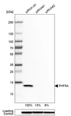 Western blot analysis in HeLa cells transfected with control siRNA, target specific siRNA probe #1 and #2, using Anti-PHF5A antibody. Remaining relative intensity is presented. Loading control: Anti-GAPDH.